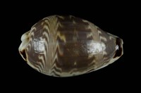 藏品(山水寶螺)的圖片